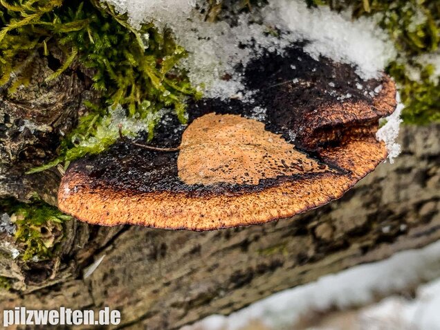 Rötende Tramete, Daedaleopsis confragosa
