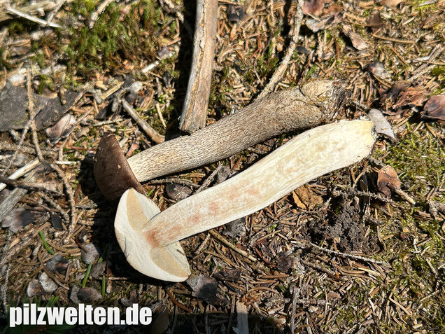 Rötender Birkenpilz, Leccinum oxydabile