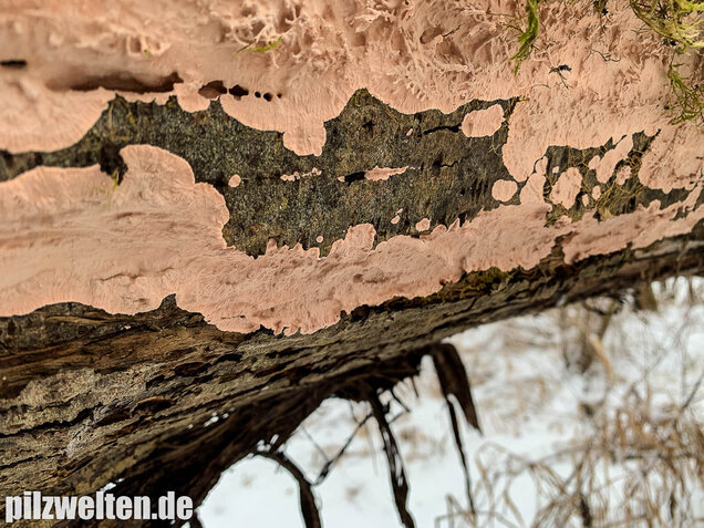 Rosafarbener Rindenpilz, Laeticorticium roseum