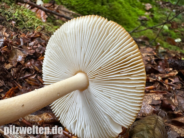 Rotbrauner Scheidenstreifling, Amanita fulva