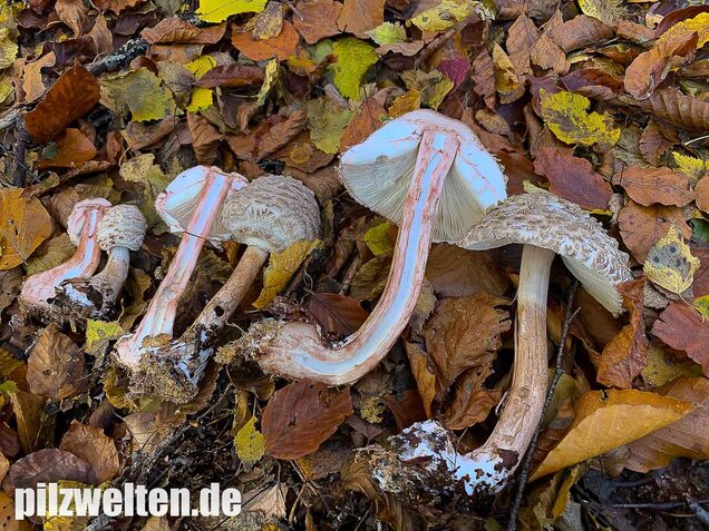 Olivbrauner Safranschirmling, Wald-Safranschirmling, Chlorophyllum olivieri