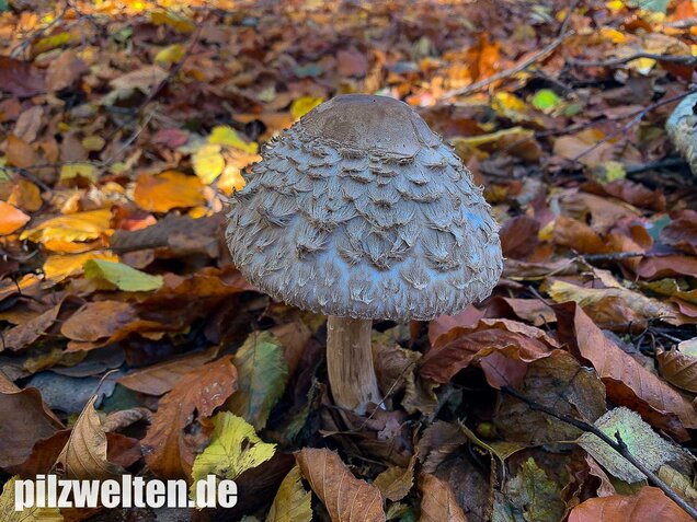 Olivbrauner Safranschirmling, Wald-Safranschirmling, Chlorophyllum olivieri