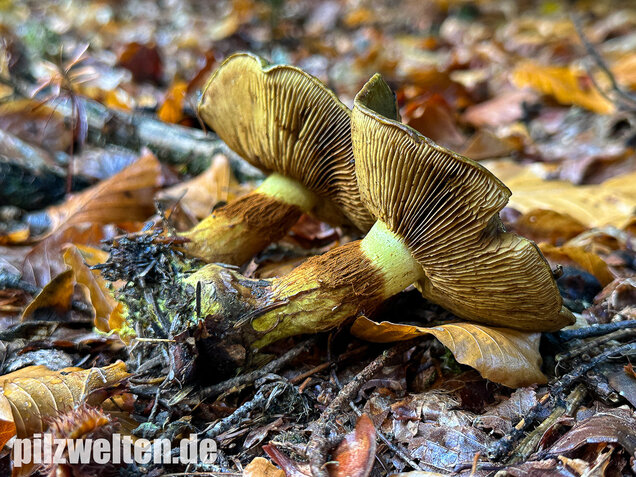 Schwarzgrüner Klumpfuß, Calonarius atrovirens