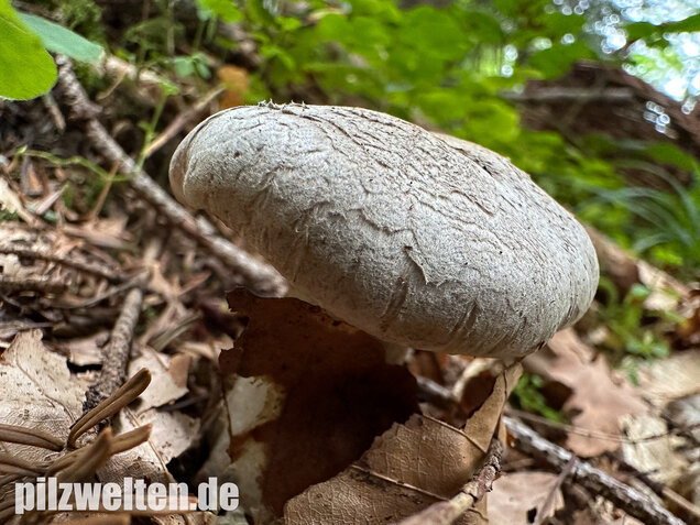 Seidiger Tigerritterling, Tricholoma filamentosum