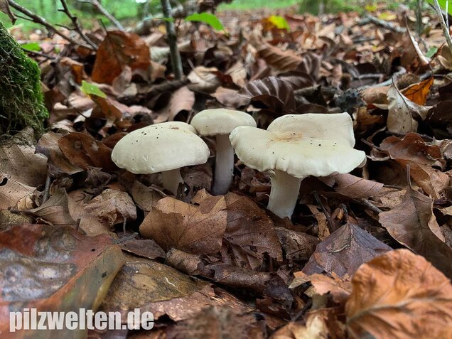 Unverschämter Ritterling, Tricholoma lascivum