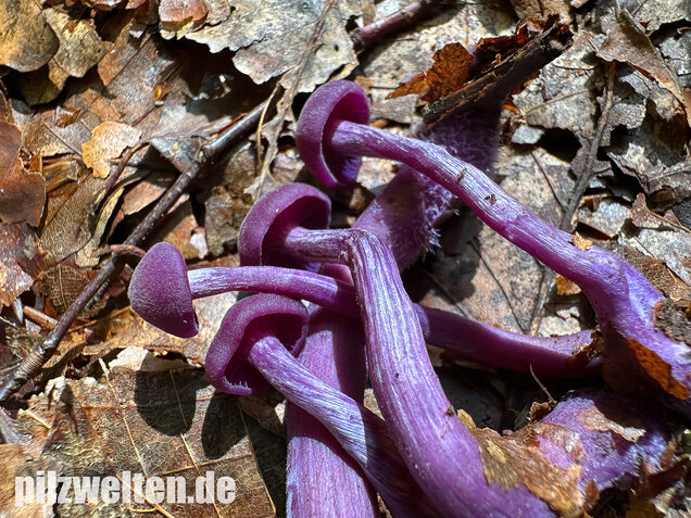 Violetter Lacktrichterling, Laccaria amethystina