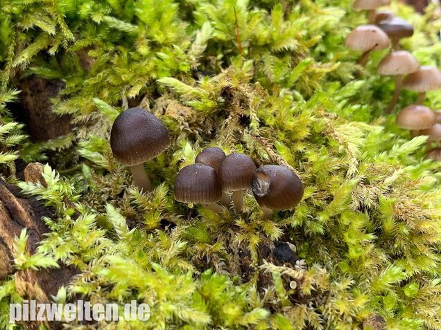 Winter-Helmling, Mycena tintinnabulum