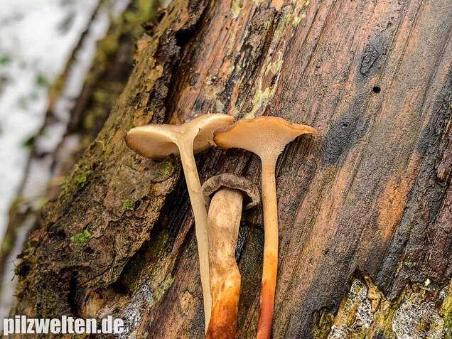 Winter-Stielporling, Lentinus brumalis