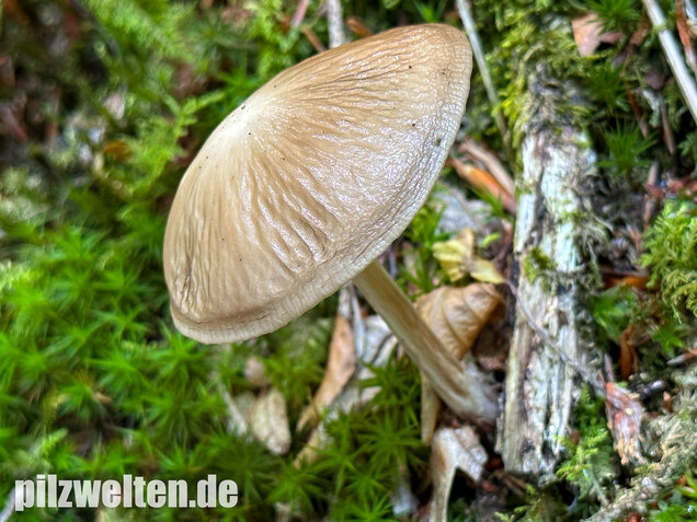 Wurzelnder Schleimrübling, Grubiger Wurzelrübling, Hymenopellis radicata