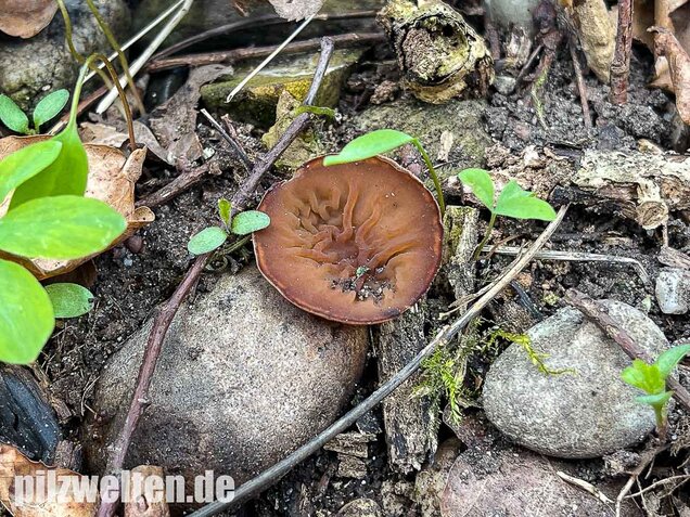 Anemonenbecherling, Sklerotienbecherling, Dumontinia tuberosa