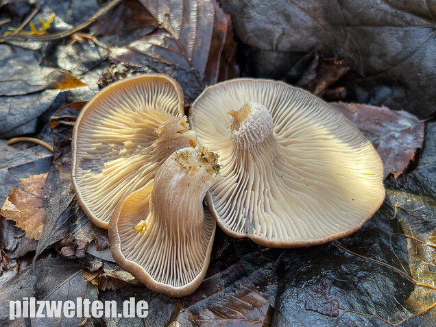 Austernseitling, Austernpilz, Kalbfleischpilz, Pleurotus ostreatus
