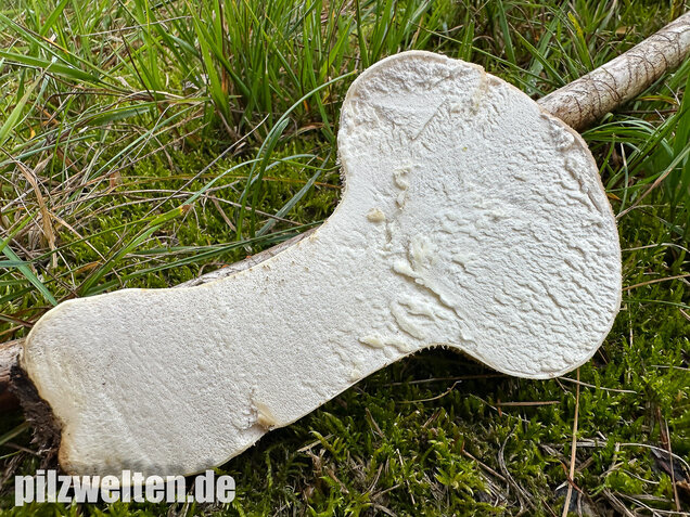 Beutelstäubling, Lycoperdon excipuliforme