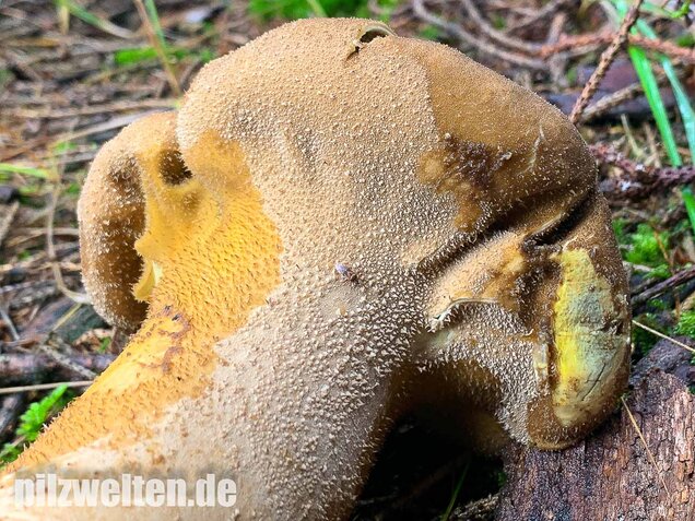 Beutelstäubling, Lycoperdon excipuliforme