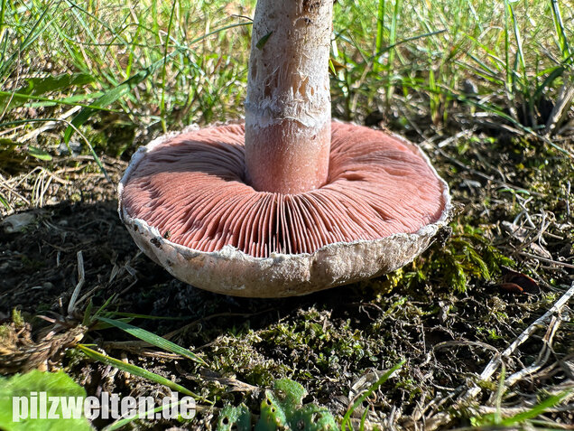 Braunschuppiger Wiesenchampignon, Agaricus moellerianus