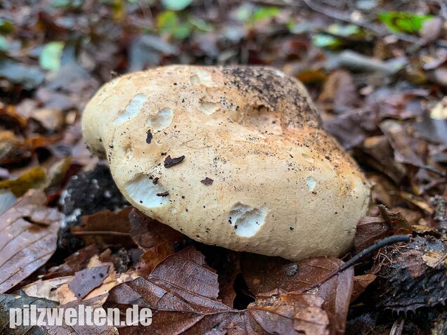 Dreifarbiger Krempentrichterling, Leucopaxillus compactus