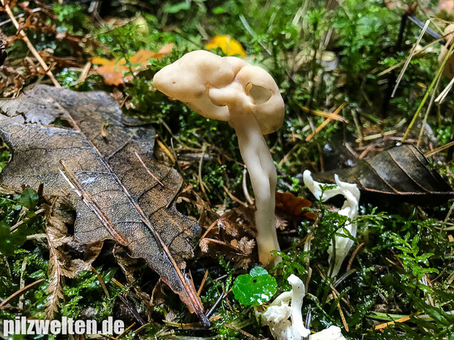 Elastische Lorchel, Helvella elastica
