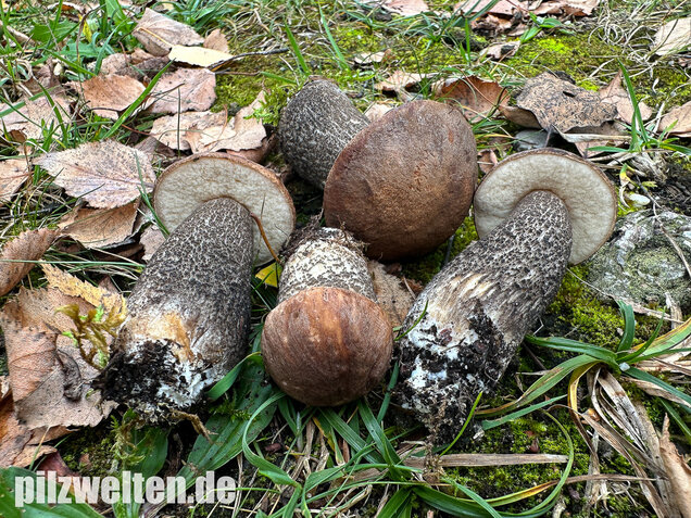 Gemeiner Birkenpilz, Langfuß, Birkenraufuß, Leccinum scabrum