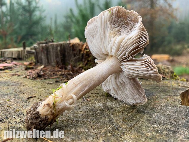 Gemeiner Erdritterling, Tricholoma terreum