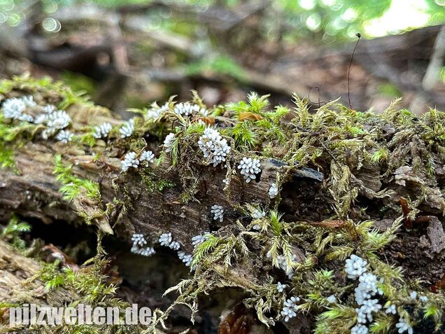 Glänzendes Fadenkeulchen, Stemonitopsis typhina