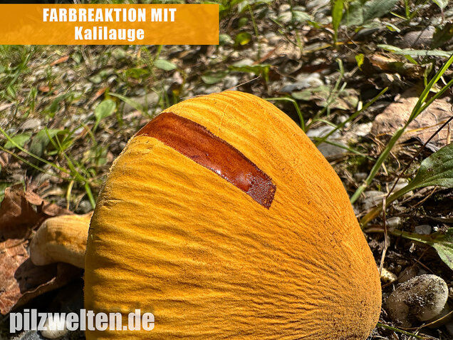 Glimmerschüppling, Phaeolepiota aurea