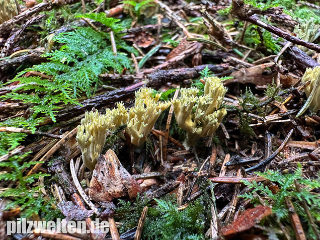 Grünfleckige Fichtenkoralle, Phaeoclavulina abietina