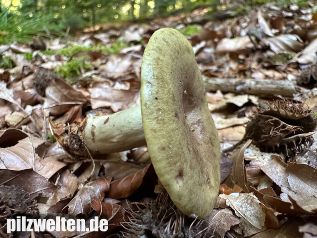 Graugrüner Milchling, Lactarius blennius