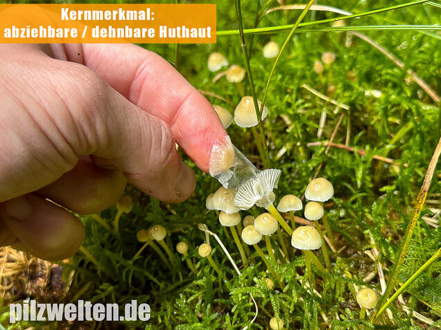 Gummihelmling, Dehnbarer Helmling, Mycena epipterygia