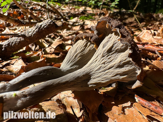 Herbsttrompete, Totentrompete, Craterellus cornucopioides