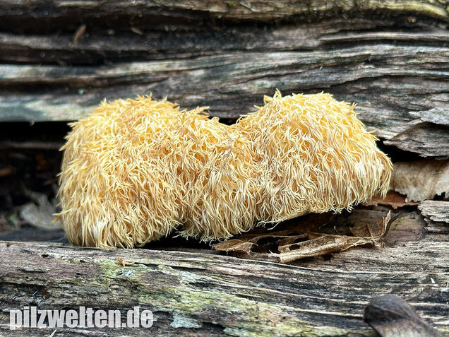 Igelstachelbart, Lion's mane Mushroom, Hericium erinaceus