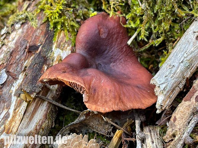 Kampfermilchling, Lactarius camphoratus