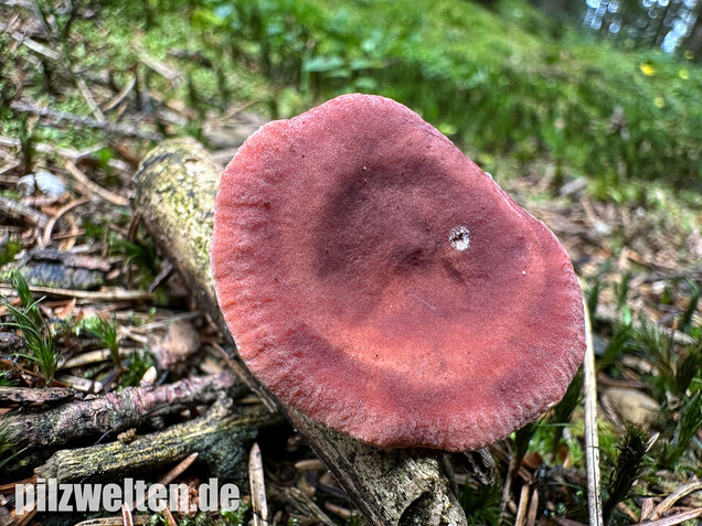 Kampfermilchling, Lactarius camphoratus