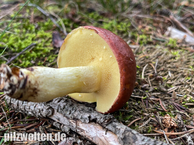Körnchenröhrling, Suillus granulatus
