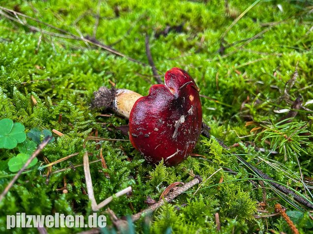 Lederstieltäubling, Russula viscida