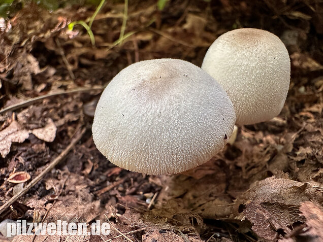Mausgrauer Scheidling, Volvariella murinella