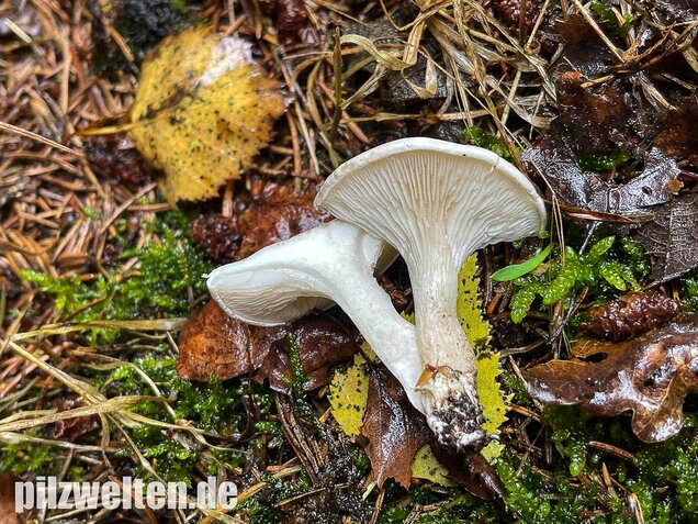 Mehlräsling, Clitopilus prunulus