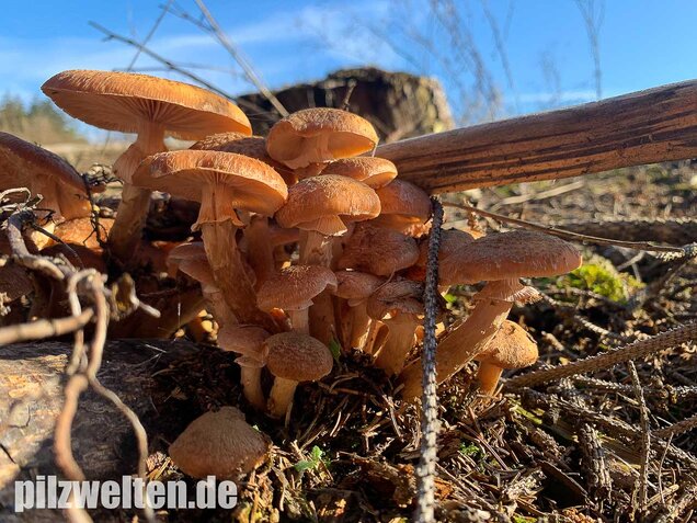 Nadelholzhallimasch, Armillaria ostoyae