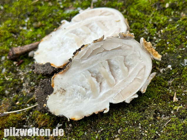 Ockergrauer Scheidenstreifling, Ockergrauer Riesenstreifling, Amanita lividopallescens