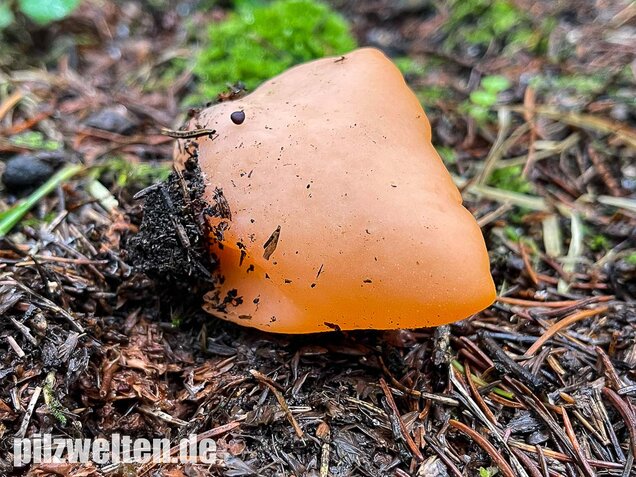 Orangebecherling, Aleuria aurantia