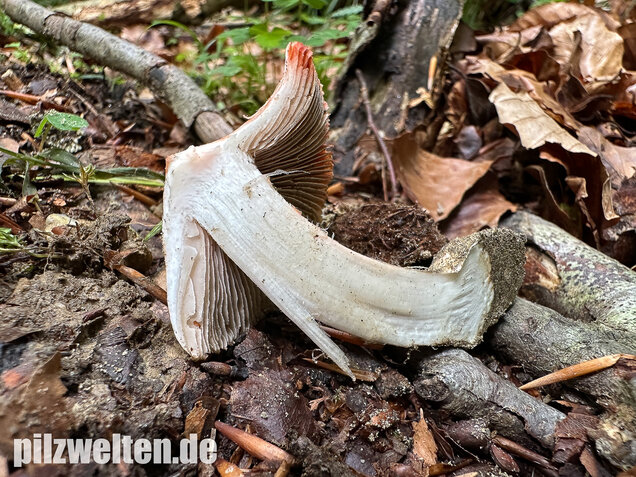Rötender Risspilz, Schamroter Risspilz, Inocybe godeyi