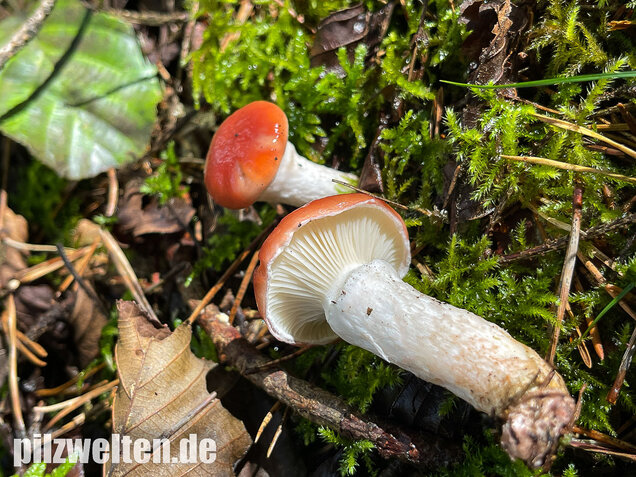 Rosenroter Gelbfuß, Gomphidius roseus