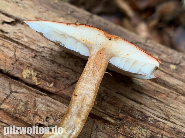 Rostroter Körnchenschirmling, Cystodermella granulosa