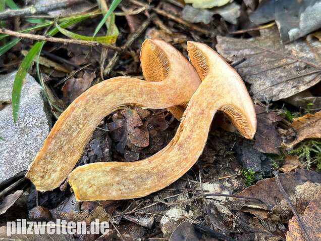 Rostroter Lärchenröhrling, Suillus tridentinus