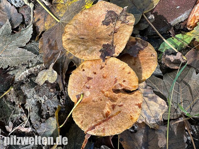 Rostroter Lärchenröhrling, Suillus tridentinus