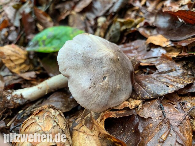 Schärflicher Ritterling, Tricholoma sciodes