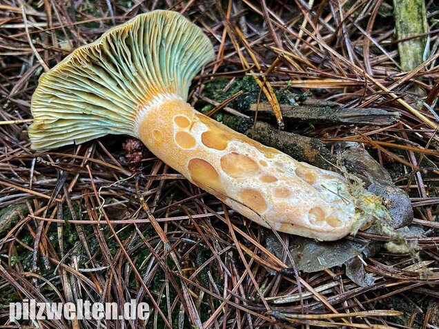 Spangrüner Kiefernreizker, Lactarius semisanguifluus