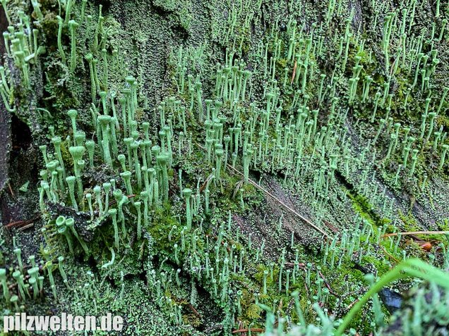 Trompetenflechte, Cladonia fimbriata