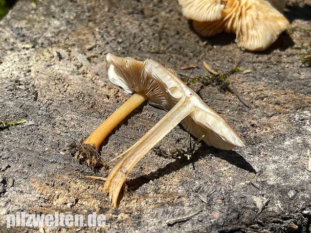 Waldfreundrübling, Gemeiner Rübling, Gymnopus dryophilus