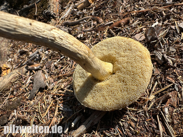 Weißer Birkenpilz, Leccinum holopus