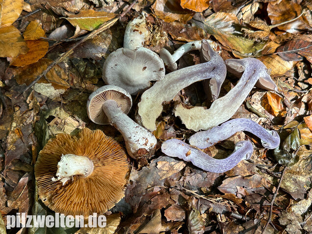 Weißvioletter Dickfuß, Cortinarius alboviolaceus