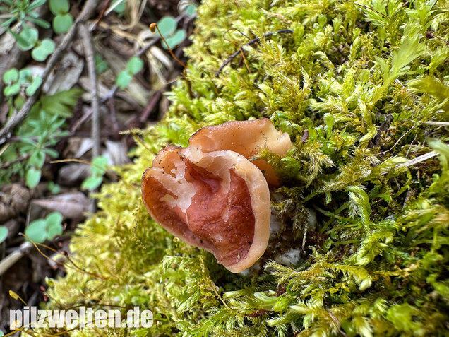 Zipfellorchel, Discina fastigiata